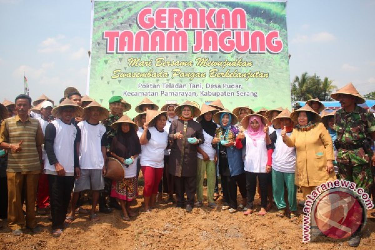 Distanak Banten Dukung Gerakan Tanam Jagung Di Pamarayan