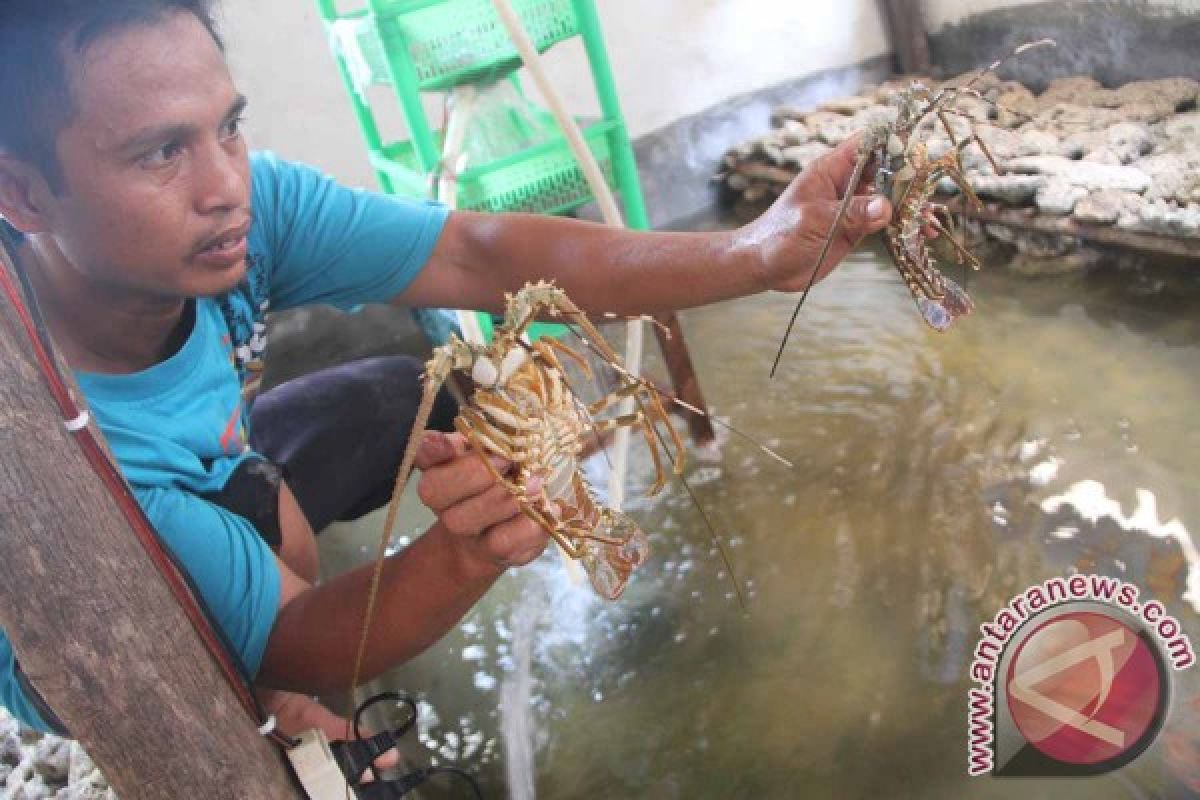 Polisi Lepasliarkan Ribuan Benih Lobster di Teluk Popoh
