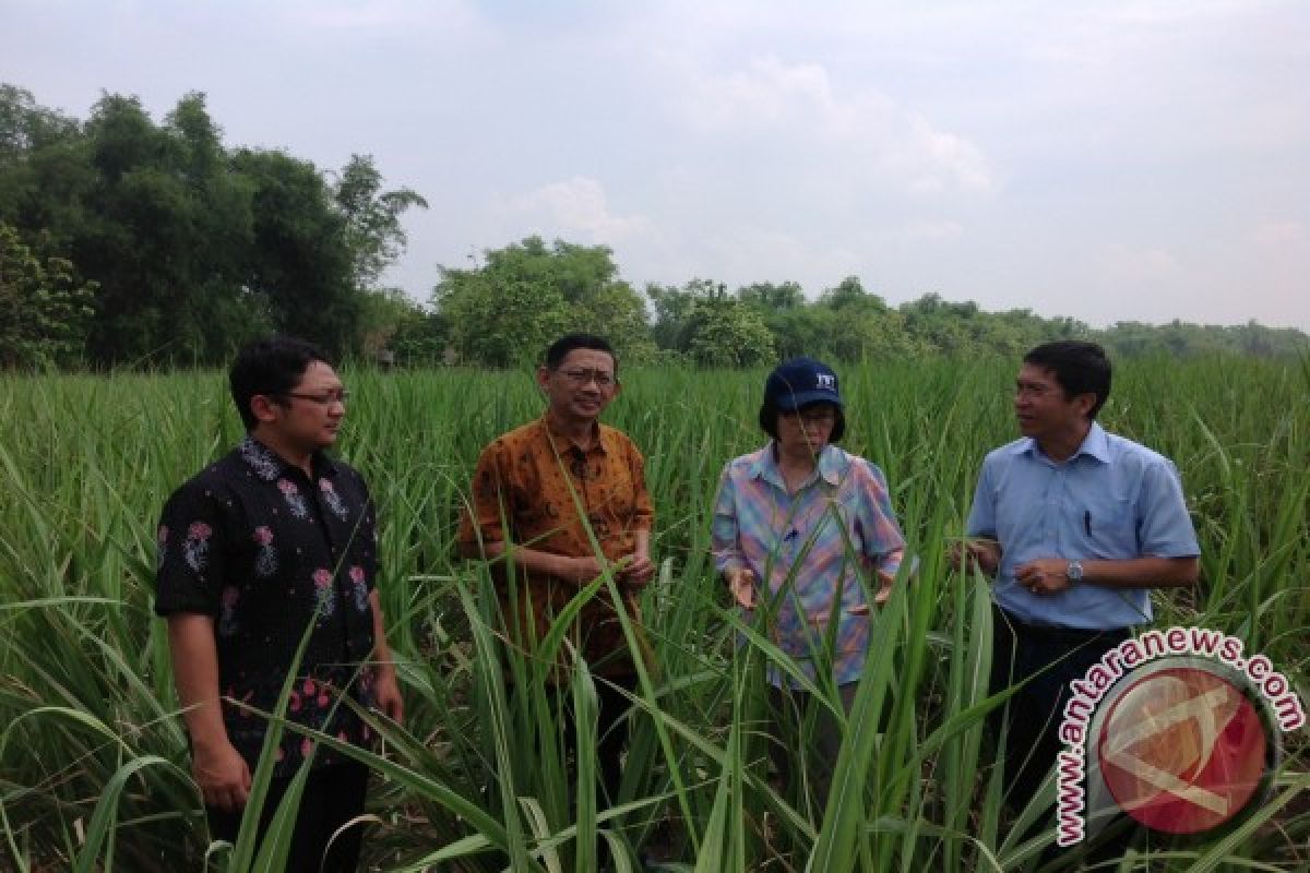 Thailand Kagumi Integrasi Indusrti Gula Indonesia