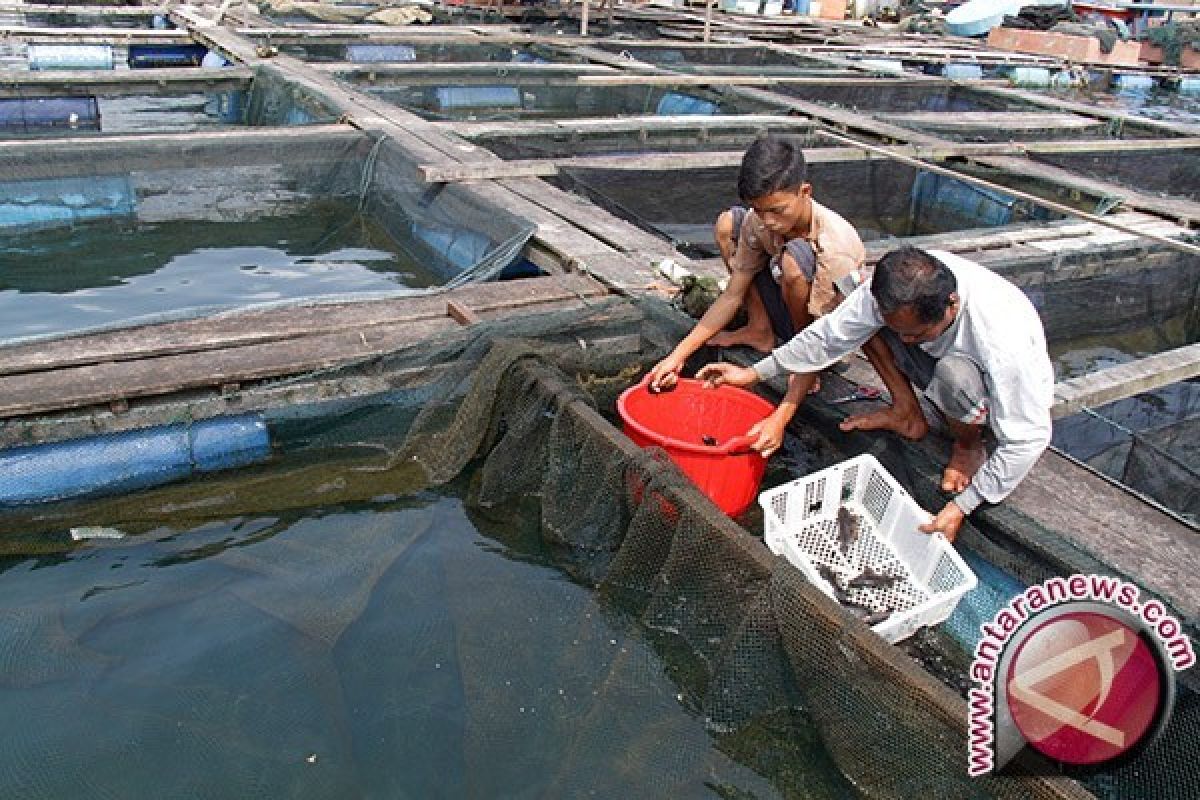 Pemerintah Bangka Dorong Masyarakat Kembangkan Tambak Ikan