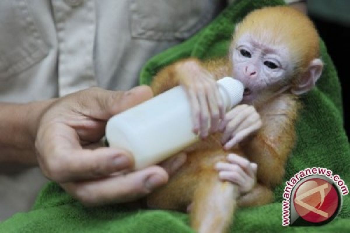 Koleksi lutung jawa Gembira Loka Zoo bertambah 