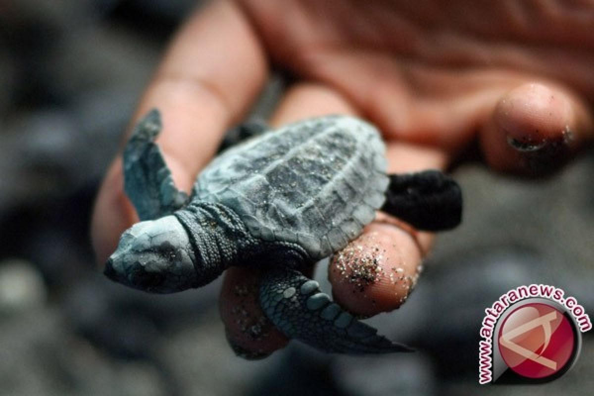 Puluhan tukik dilepasliarkan di Pantai Panjang Bengkulu