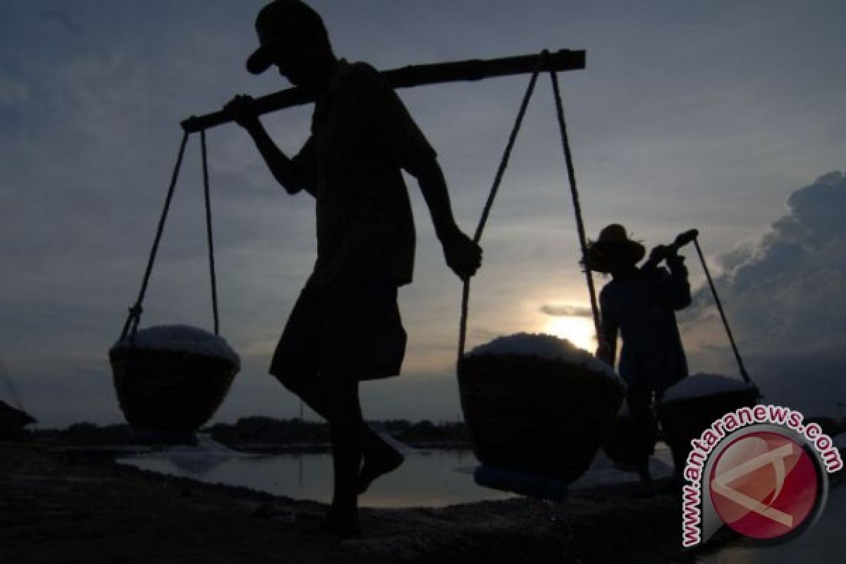 Petani di Sumenep Mulai Panen Garam