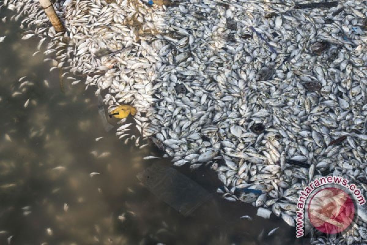 Nelayan Bengkulu jaring ribuan ikan mati