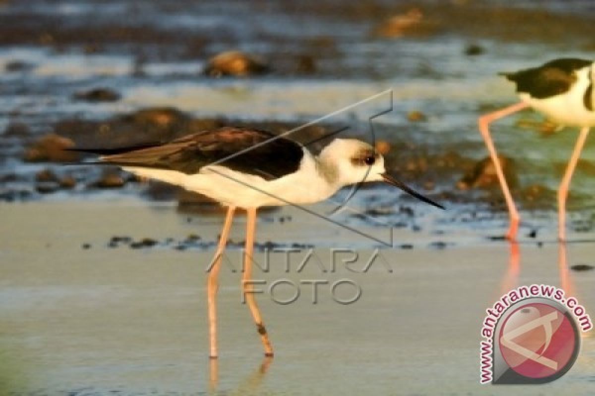 Perburuan Burung di Danau Limboto Belum Ditangani Serius