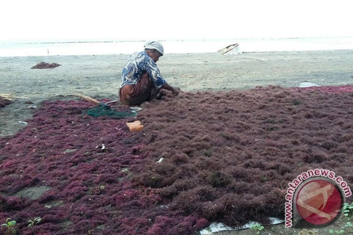 Warga Pesisir Jembrana Panen Rumput Laut