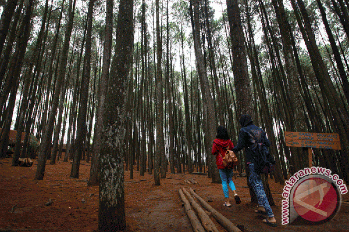 Wisata hutan pinus sumbang PAD Rp700 juta