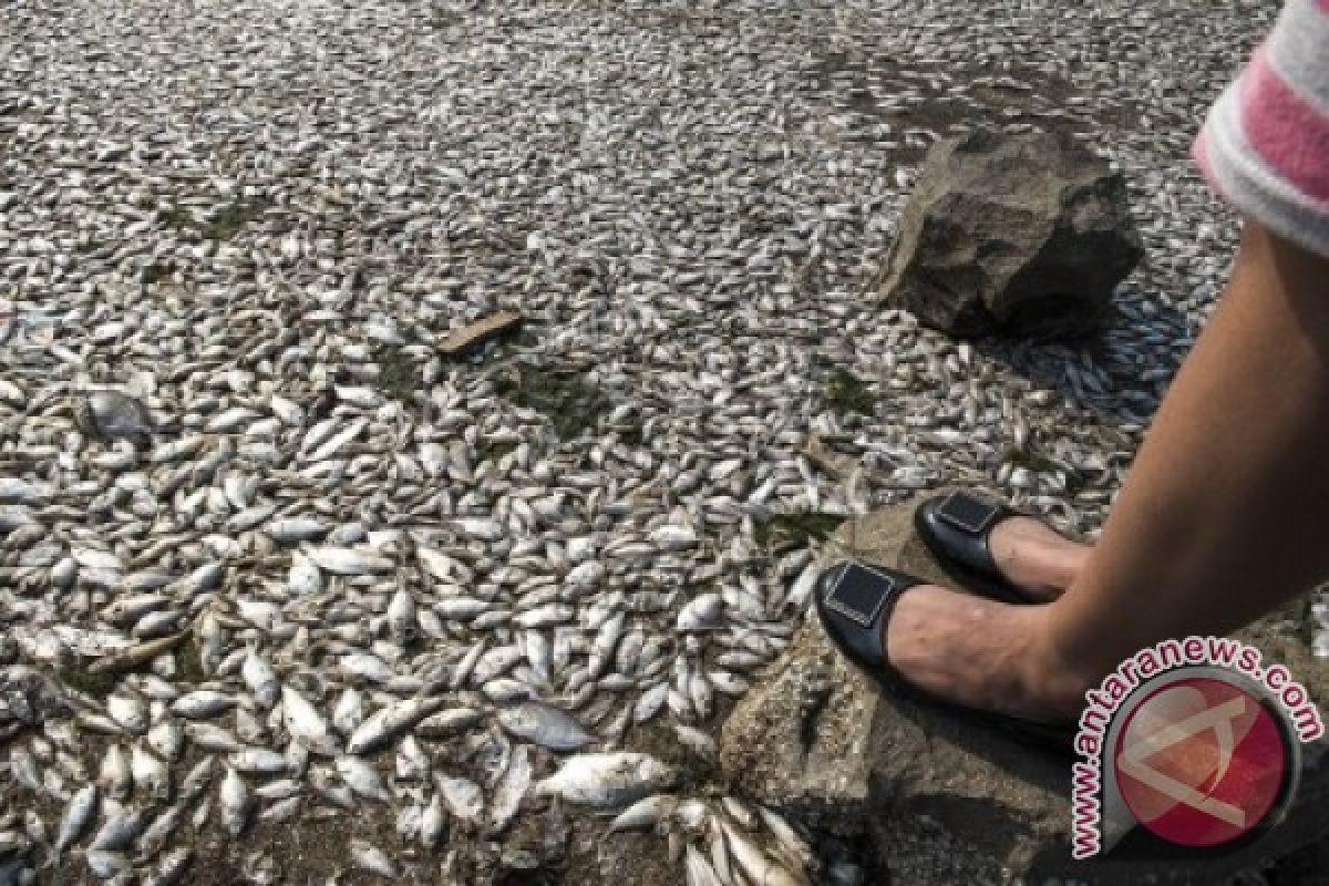 Ribuan ikan di Sungai Way Sekampung mati