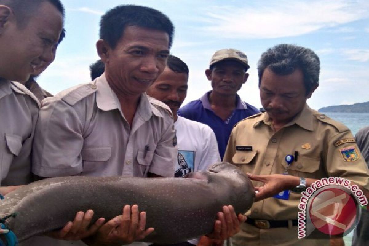 Warga Sirenja Lepas Dugong Ke Habitatnya