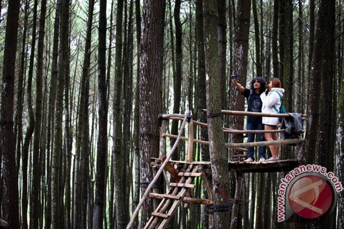 Wisata Pinus Bantul sumbang PAD Rp700 juta 
