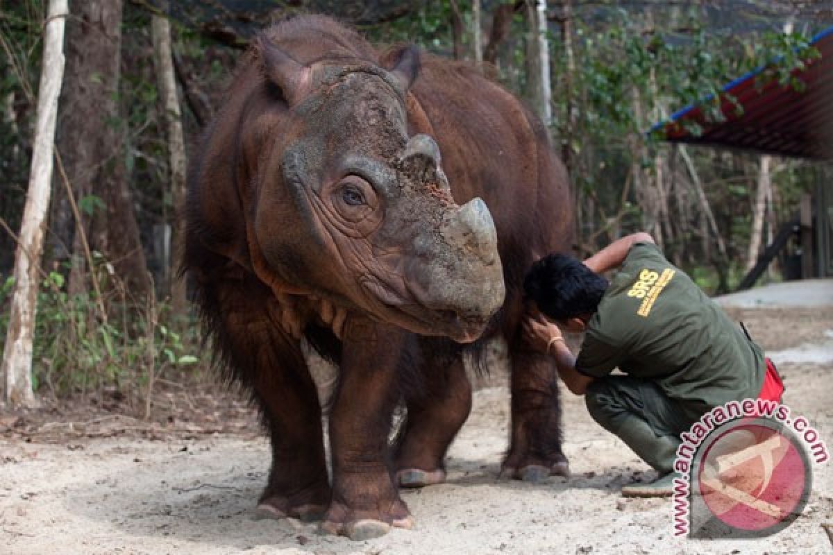 Zona jelajah badak sumatera diduga tidak aman