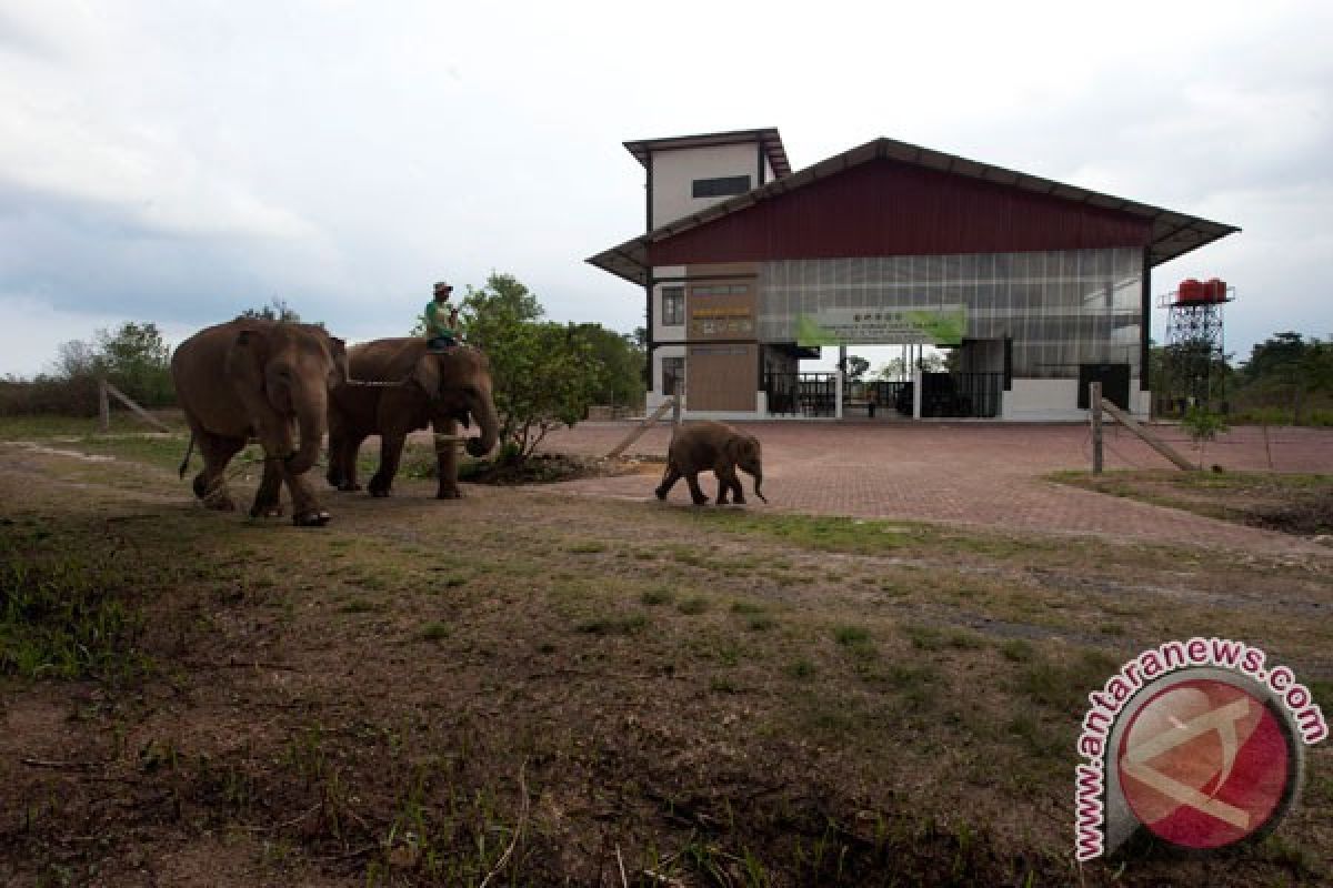 Way Kambas sambut kelahiran bayi gajah betina