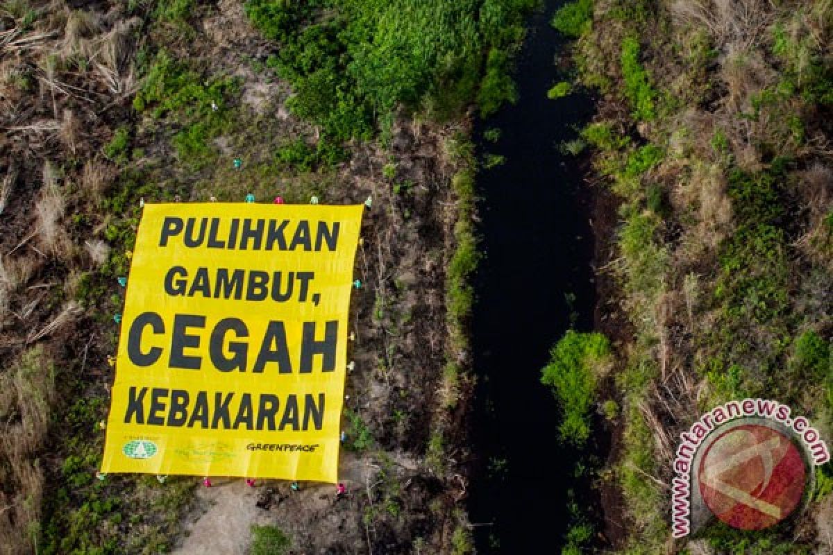 Greenpeace apresiasi Badan Restorasi Gambut