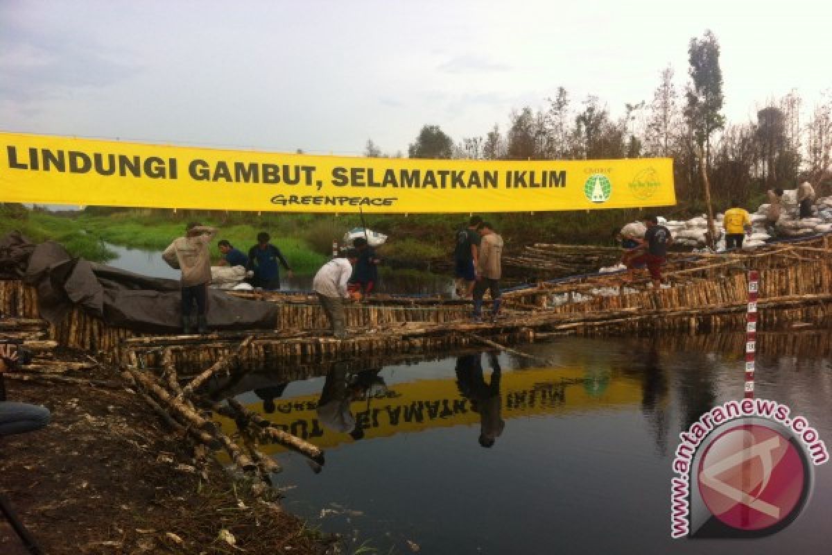 50.000 pohon ditargetkan ditanam Borneo Nature Foundation di lahan gambut