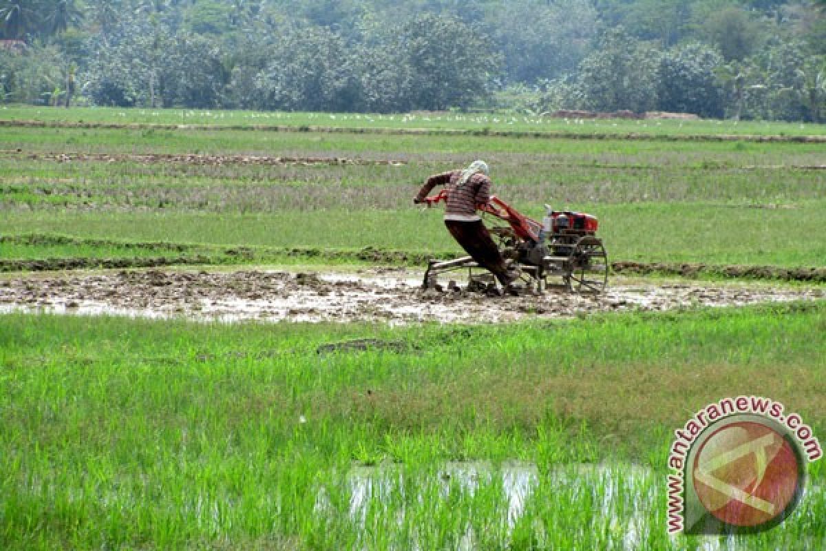 Ternyata Petani Pemilik Lahan Pertanian Cuma Ini