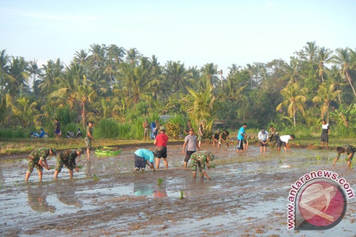 TNI Tanam Padi di Kampung Turis Ubud