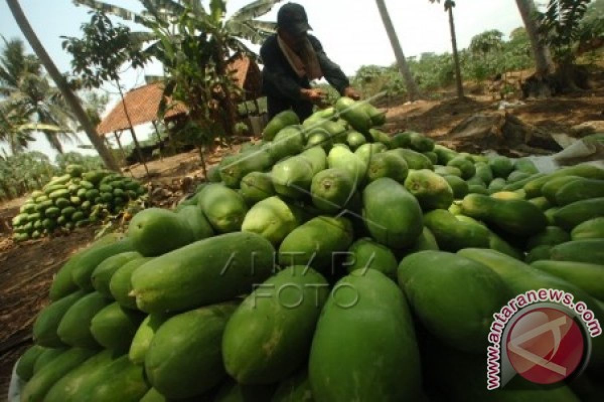 Hama Rusak Tanaman Pepaya Di Simalungun 