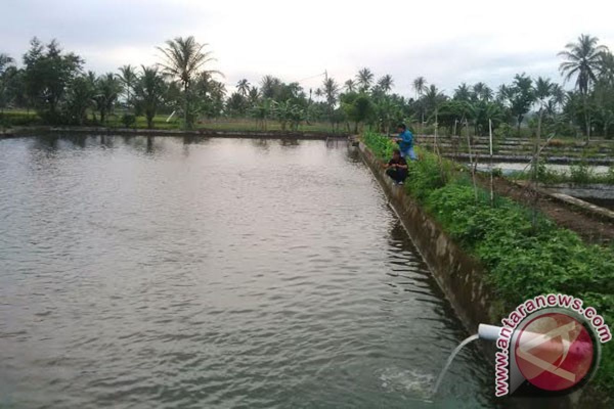 Program kolam percontohan di Rejang Lebong melibatkan 14 kelompok tani