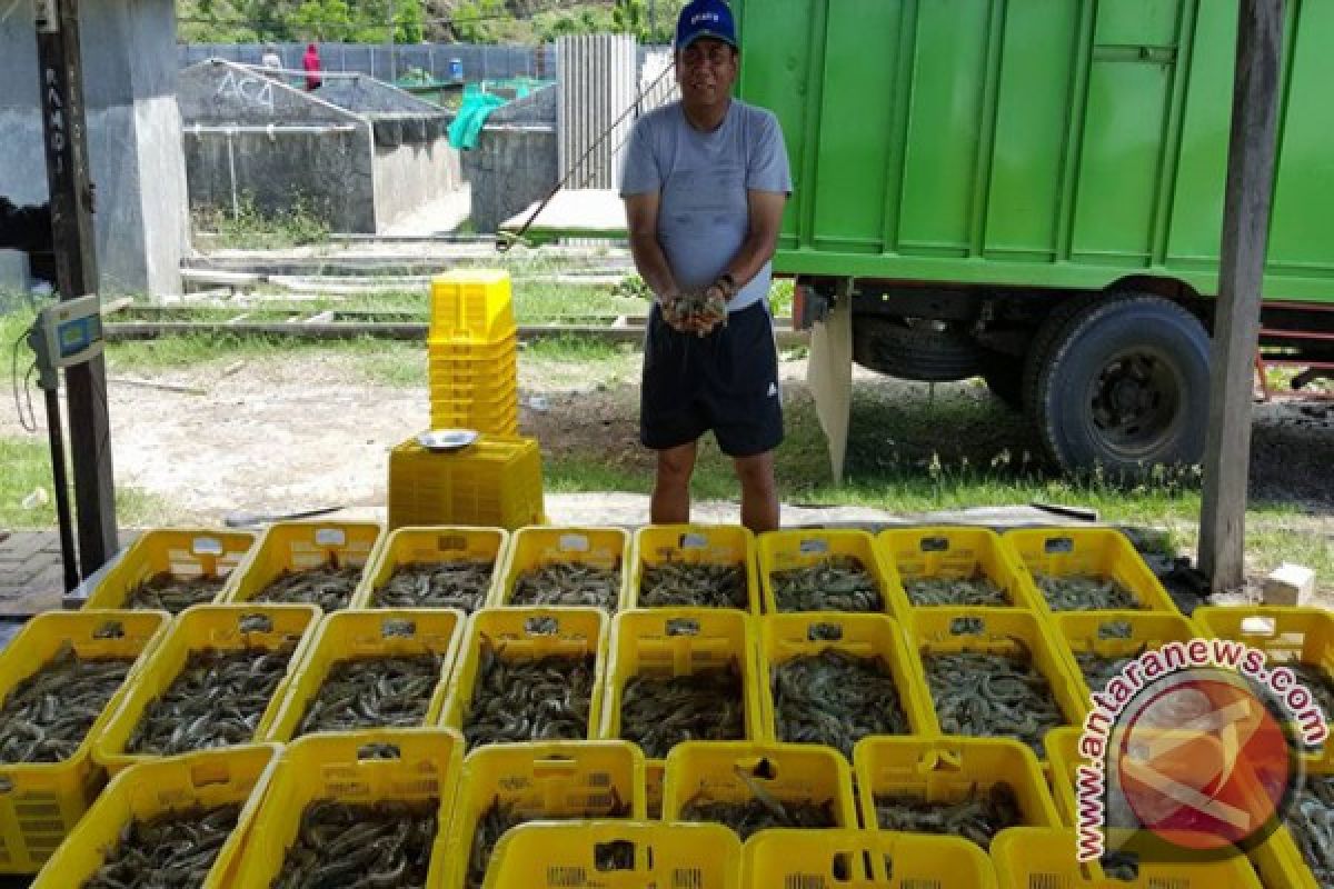 Ini Dia Tambak Udang Berproduktivitas Tertinggi Di Dunia 