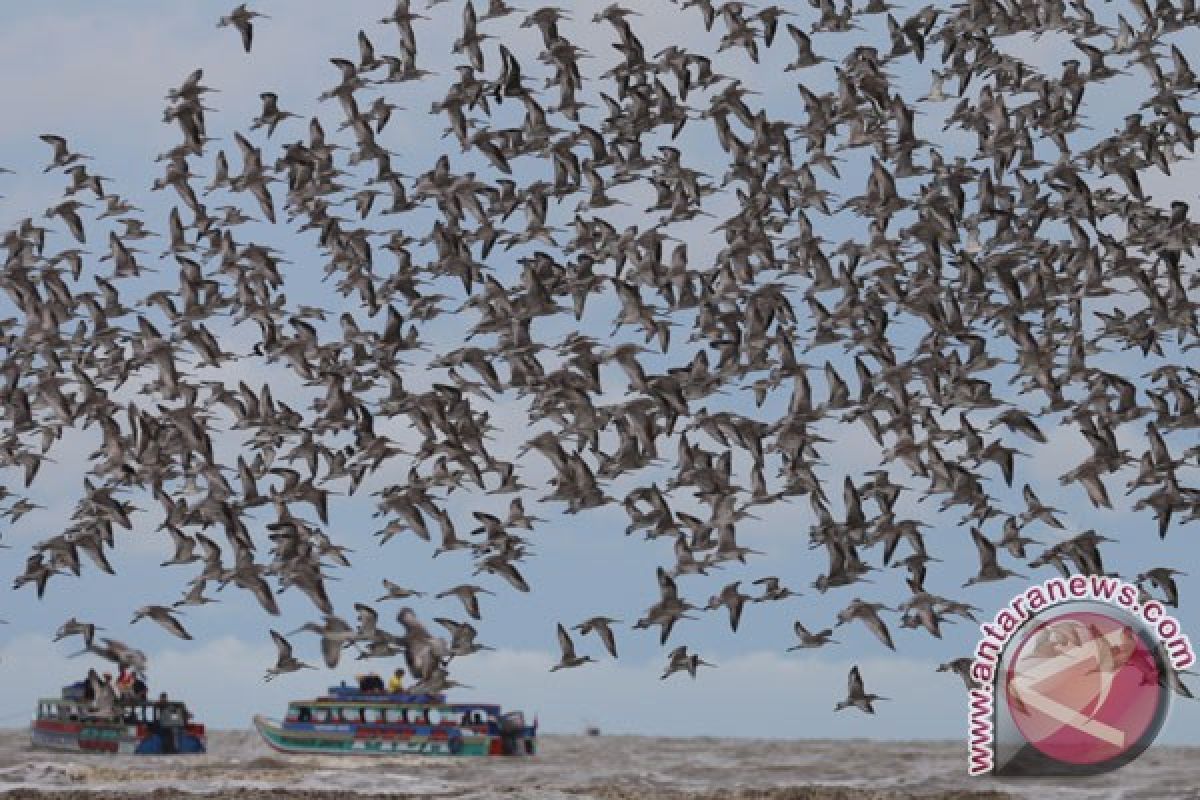Jumlah burung migran di Danau Limboto bertambah