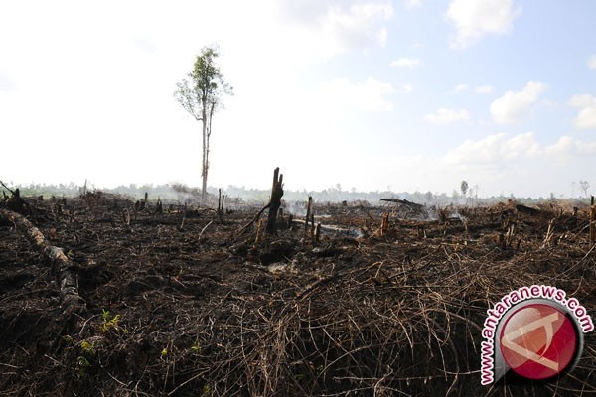 BRG petakan wilayah restorasi lahan gambut Jambi 