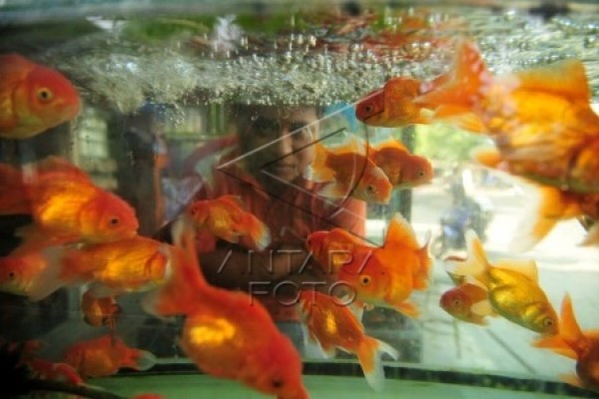 Kudus Gagas Pasar Ikan Hias