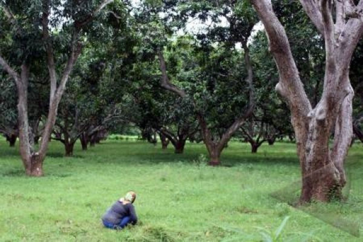 Pohon Mangga Raksasa, Ikon Desa Wisata Sukoharjo