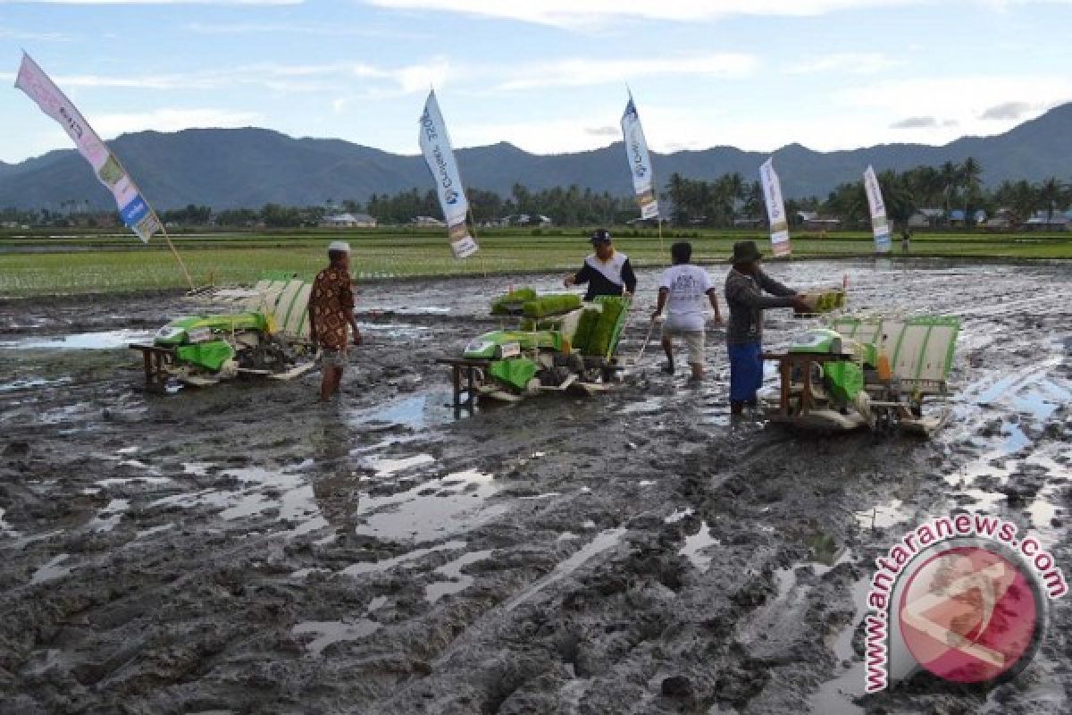 Tanaman Padi Gorontalo Utara Diserang Hama Beluk 