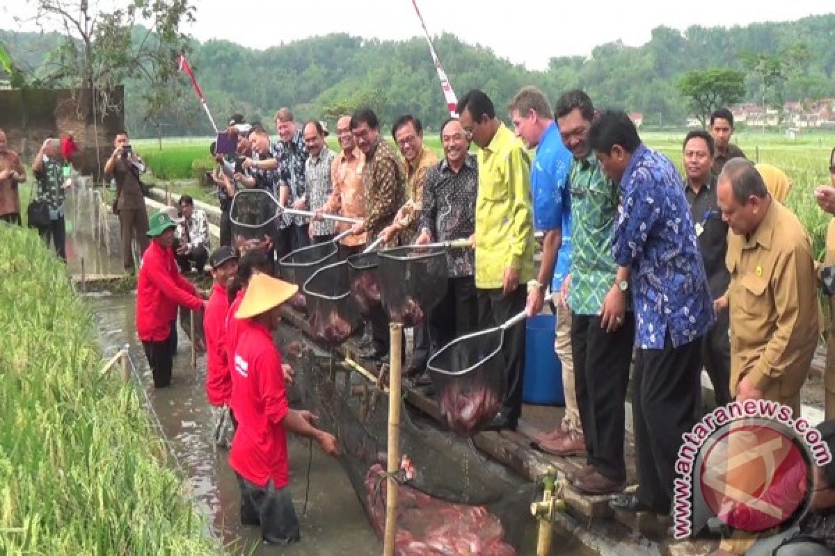 Seyegan Sleman berhasil kembangkan mina padi 