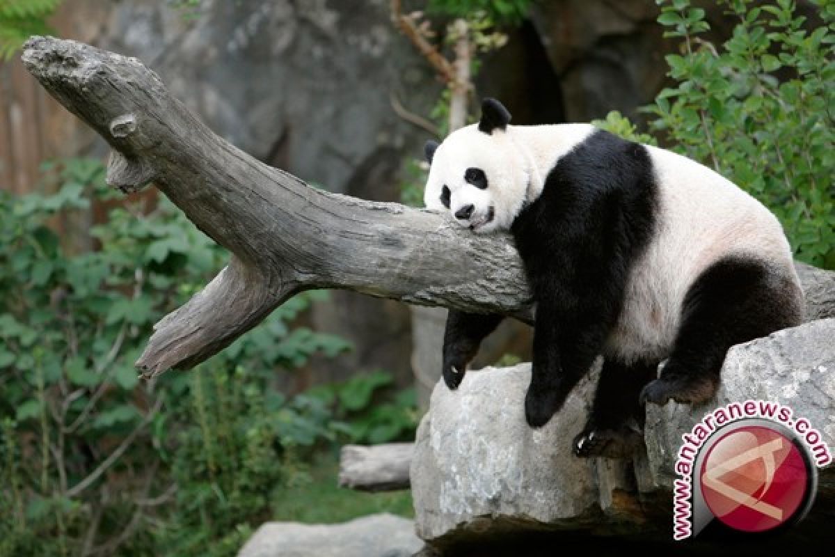 Dua Panda Raksasa Bertolak Dari Chengdu ke Jakarta