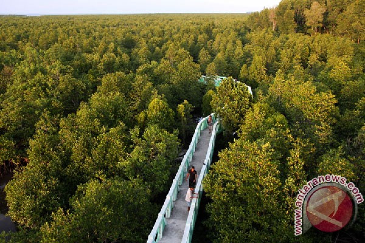 Seribu mangrove ditanam di Pantai Panjang Bengkulu