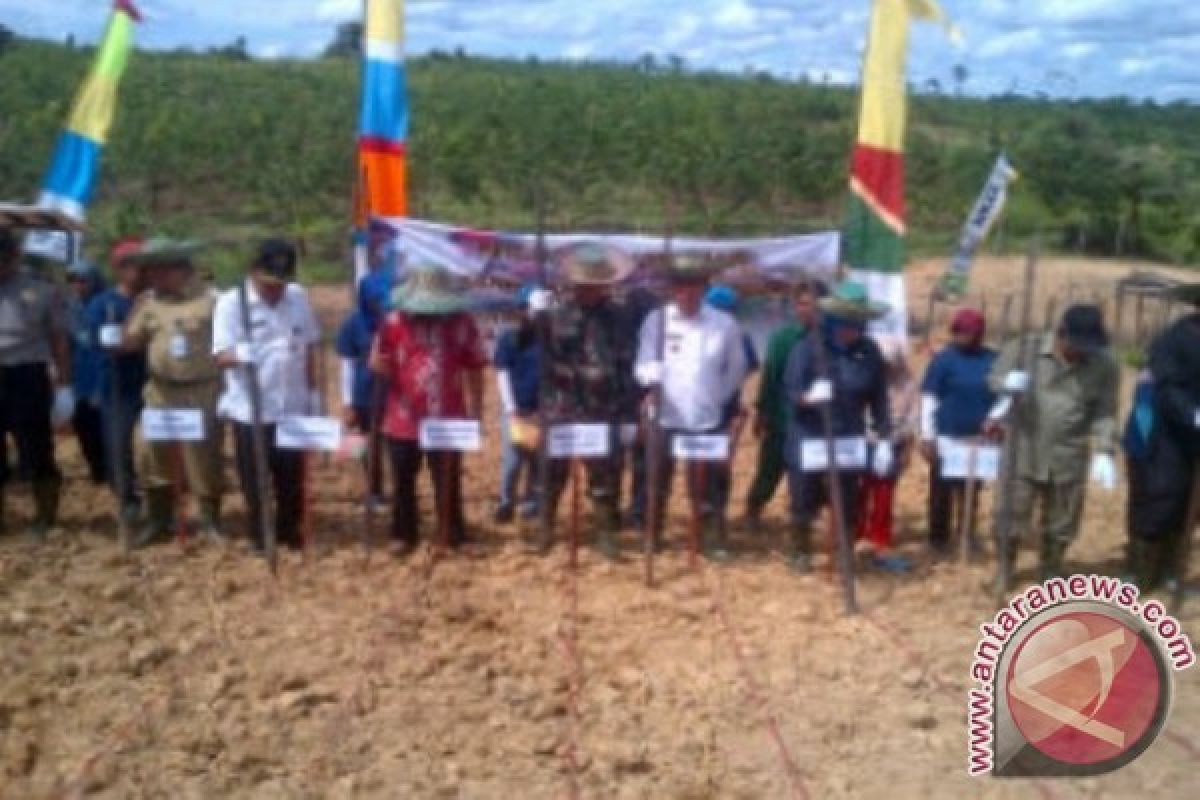 Bupati Barut Tanam Jagung Hibrida di Mampuak 