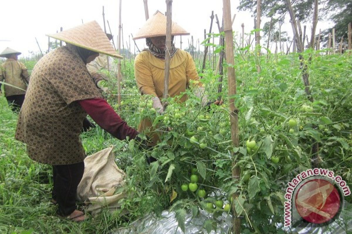 Harga Tomat Mahal