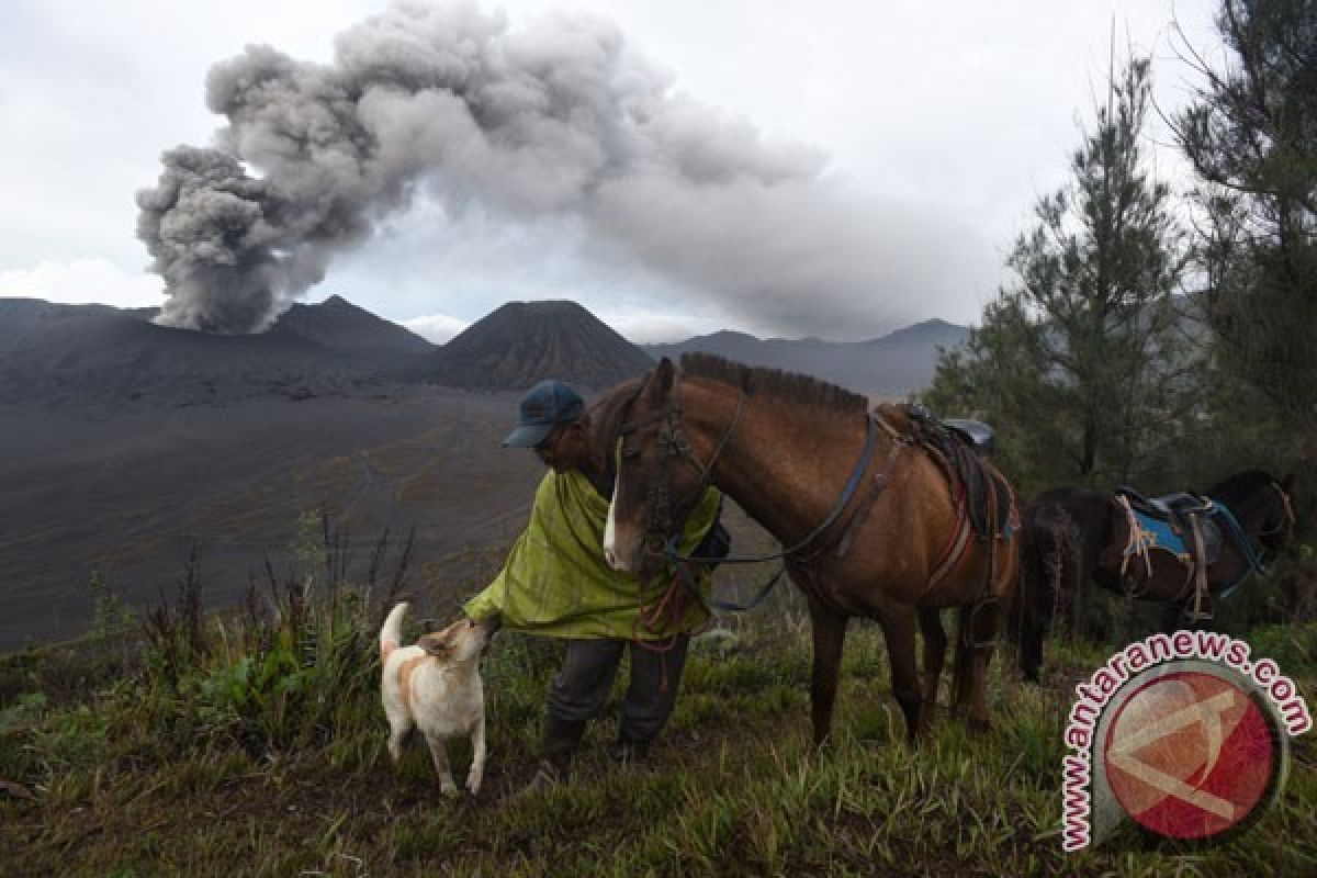 Mt Bromo eruption affects wide range of Probolinggo`s agricultural lands