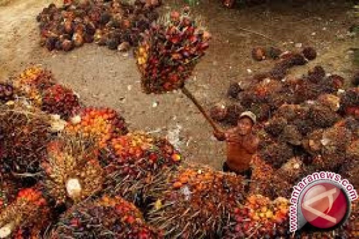 Harga CPO di Jambi turun jadi Rp8.625 per kilogram 