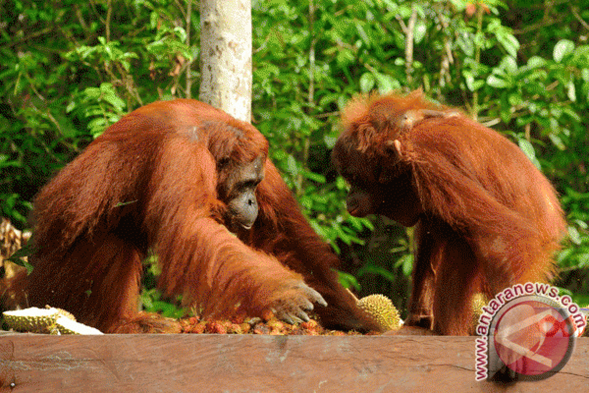 WWF identifikasi 29 orangutan Taman Nasional Sebangau