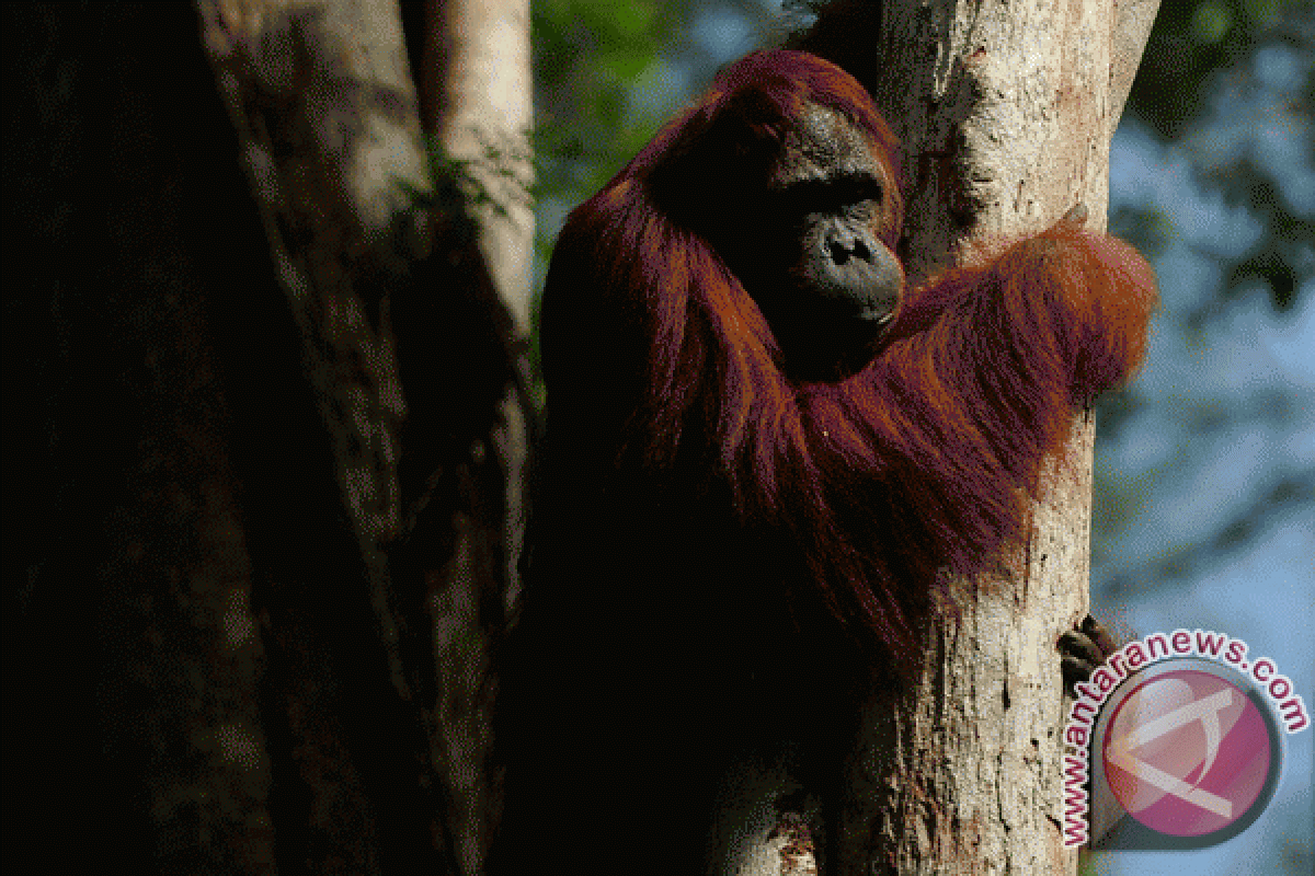 WWF identifies and documents 29 orangutans in Sebangau National Park