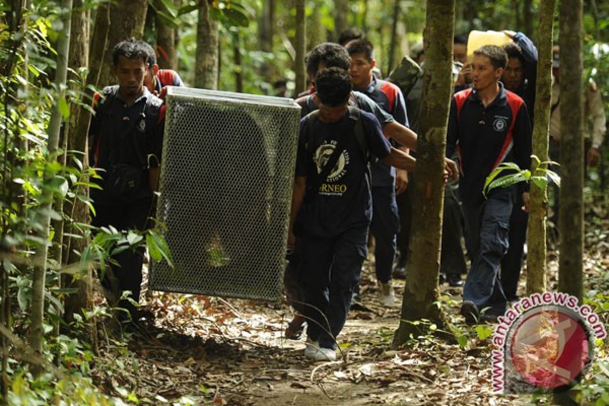  10 orangutan dilepasliarkan di Taman Nasional Bukit Baka Bukit Raya 