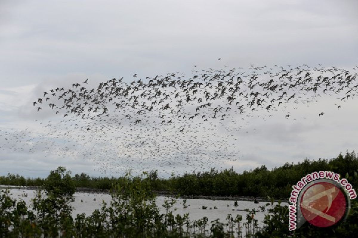 Dosen PTS kembangkan aplikasi monitoring flora-fauna