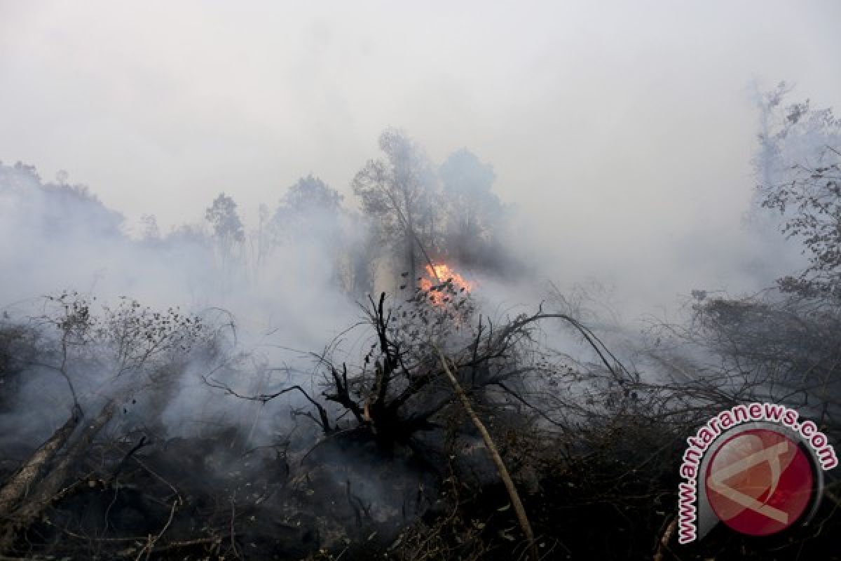 BMKG: Hotspot Sumsel bukan di lahan gambut