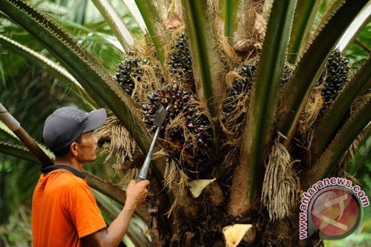 Ikhtiar sawit berkelanjutan dari Sintang