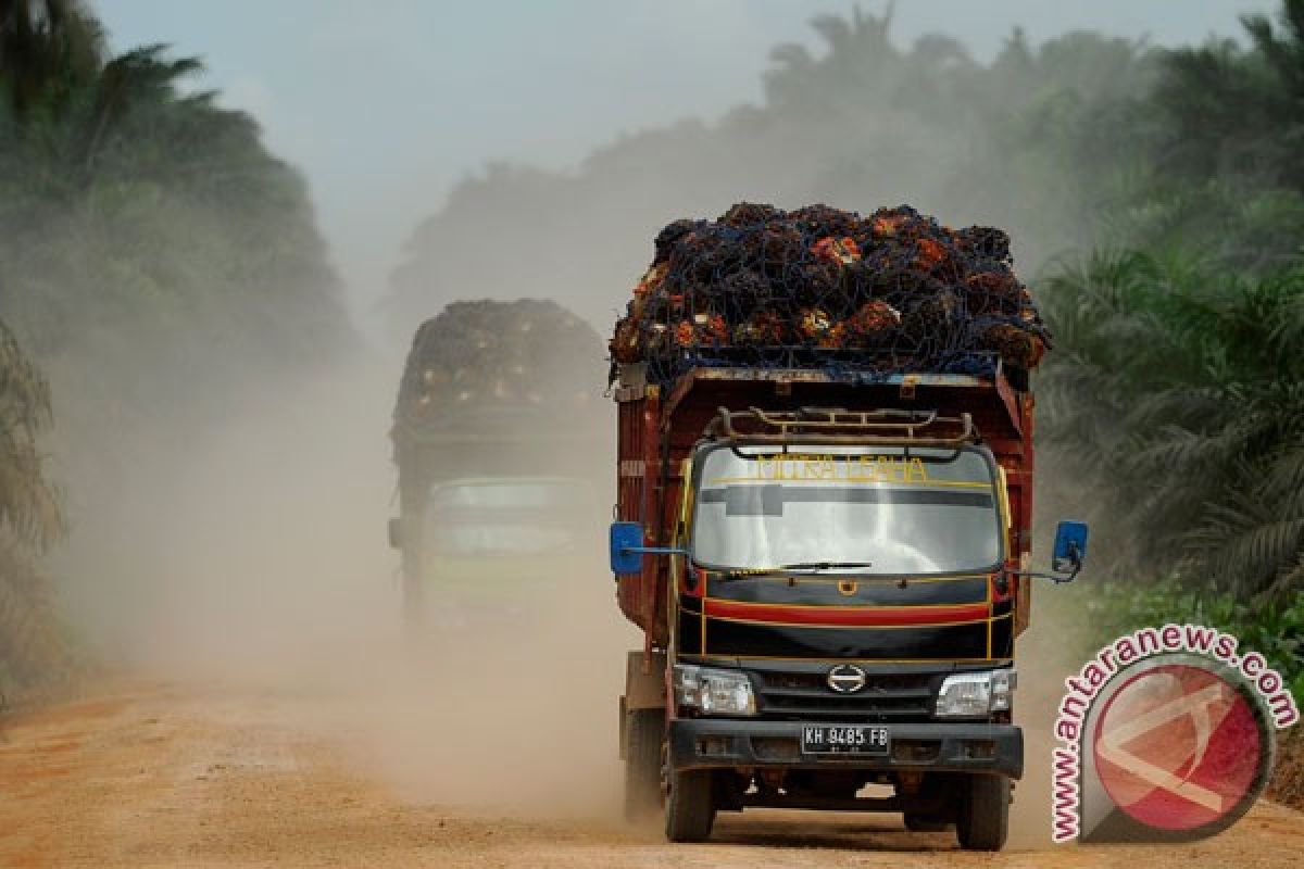 Ribuan ton sawit petani Bengkulu membusuk tak terjual