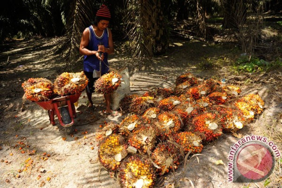 WWF Indonesia nilai perlu komitmen politik penerapan sawit berkelanjutan