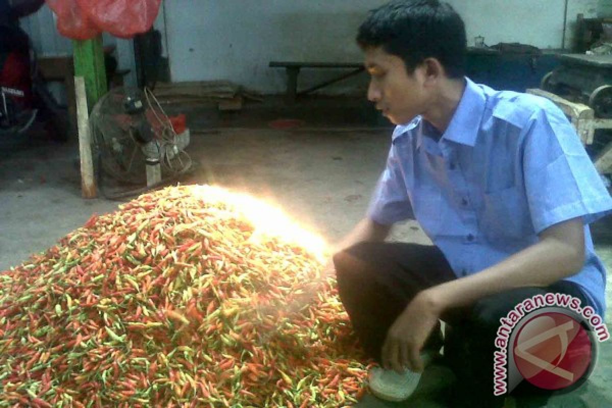 Harga Cabai Rawit di Jember Terus Naik