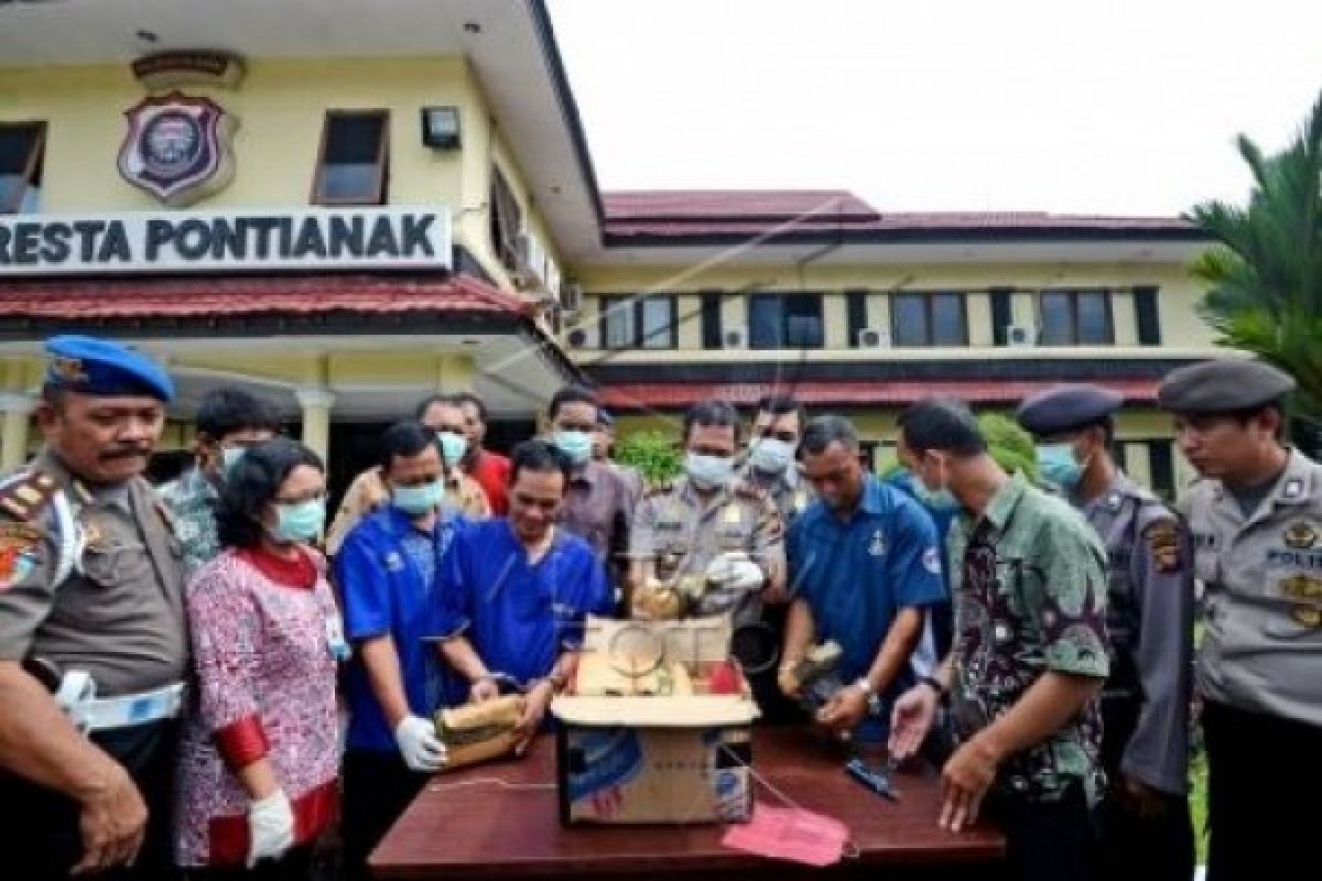 Polresta Pontianak Musnahkan 16 Kilogram Ganja