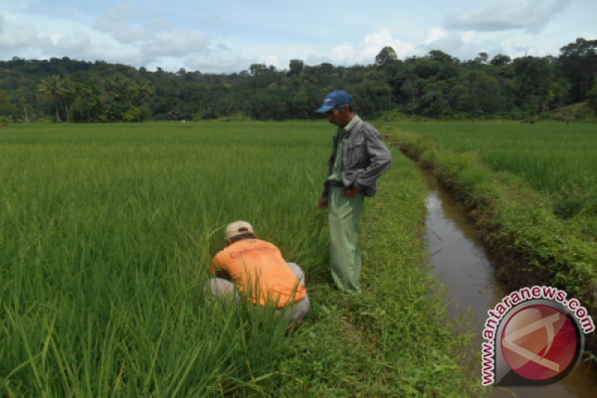 Pemkot Padang Perkuat Sosialisasi Peta Ketahanan Pangan Daerah