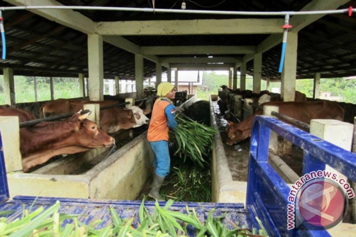 Lapsus - Balangan Berhasil Swasembada Daging Sapi Sejak 2014