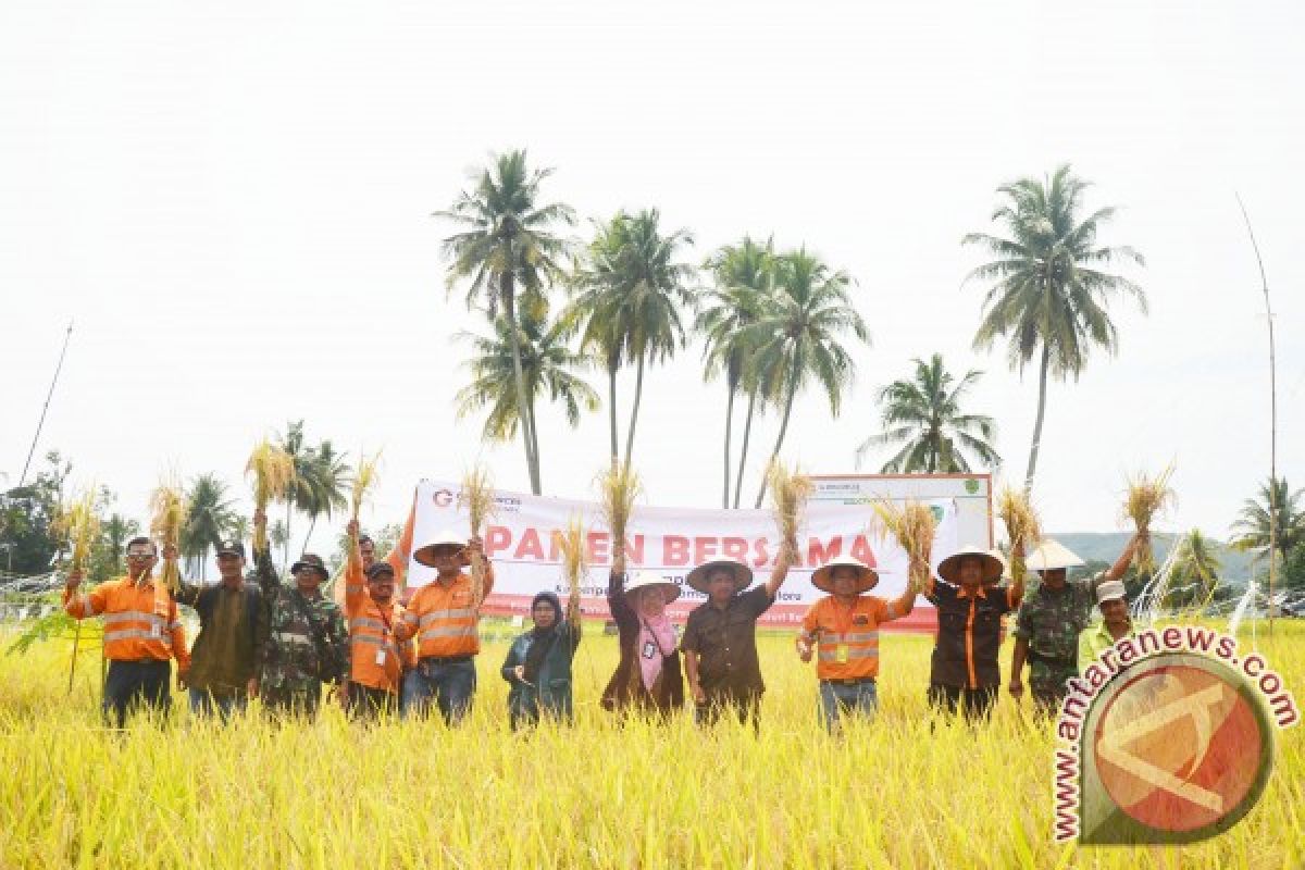 Panen Raya Padi Unggulan