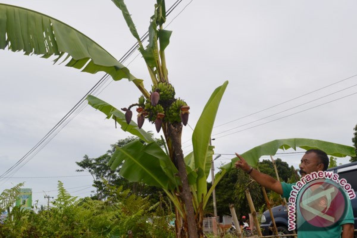 Warga tanam pohon di badan jalan