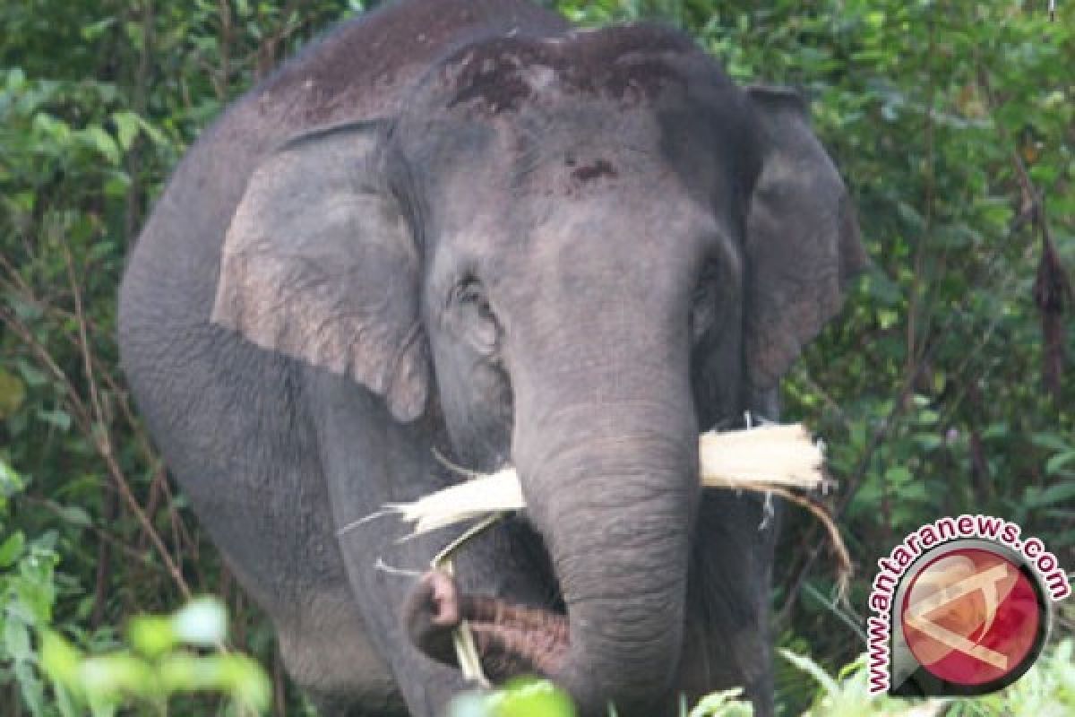 Gajah Jinak Dikerahkan Atasi Gajah Liar